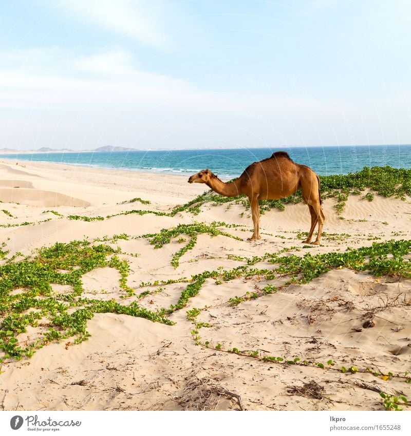 free dromedary near the sea Eating Vacation & Travel Tourism Adventure Safari Summer Beach Ocean Mouth Nature Plant Animal Sand Sky Hot Wild Brown Gray Black