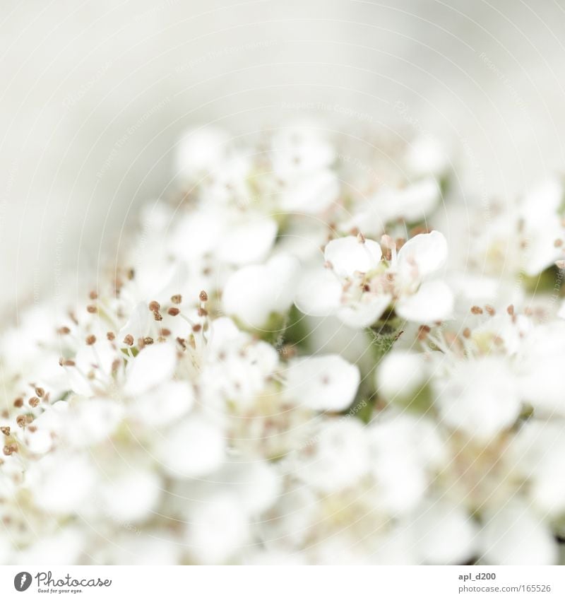 white lies Colour photo Exterior shot Close-up Detail Macro (Extreme close-up) Copy Space top Day Light Shallow depth of field Central perspective Nature Plant