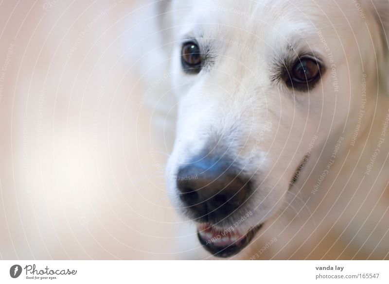 golden boy Colour photo Subdued colour Interior shot Deserted Copy Space left Neutral Background Blur Shallow depth of field Animal portrait Looking