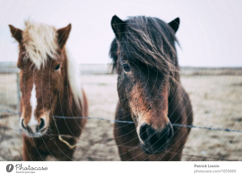 Together Beautiful Life Well-being Contentment Senses Relaxation Island Environment Nature Landscape Animal Earth Horizon Climate Weather Farm animal Horse 2