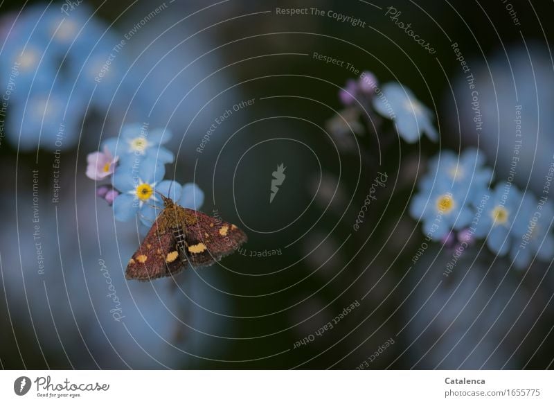 Tatactive moth sits on a forget-me-not flower Nature Summer Plant Flower Blossom Forget-me-not Garden Animal Wild animal Butterfly Moth Insect 1 Blossoming