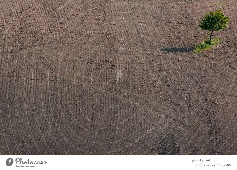 lonely tree Colour photo Multicoloured Day Nature Landscape Tree Village Stone Thrifty Tree trunk Green space Foliage plant Field Tracks Agriculture