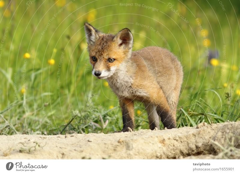 cute little fox cub Happy Face Baby Youth (Young adults) Nature Animal Grass Fur coat Dog Baby animal Small Natural Cute Wild Brown Green Red White Fox wildlife