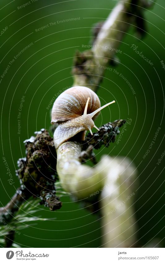 The way Colour photo Exterior shot Close-up Deserted Copy Space top Copy Space bottom Day Shallow depth of field Central perspective Long shot Animal portrait