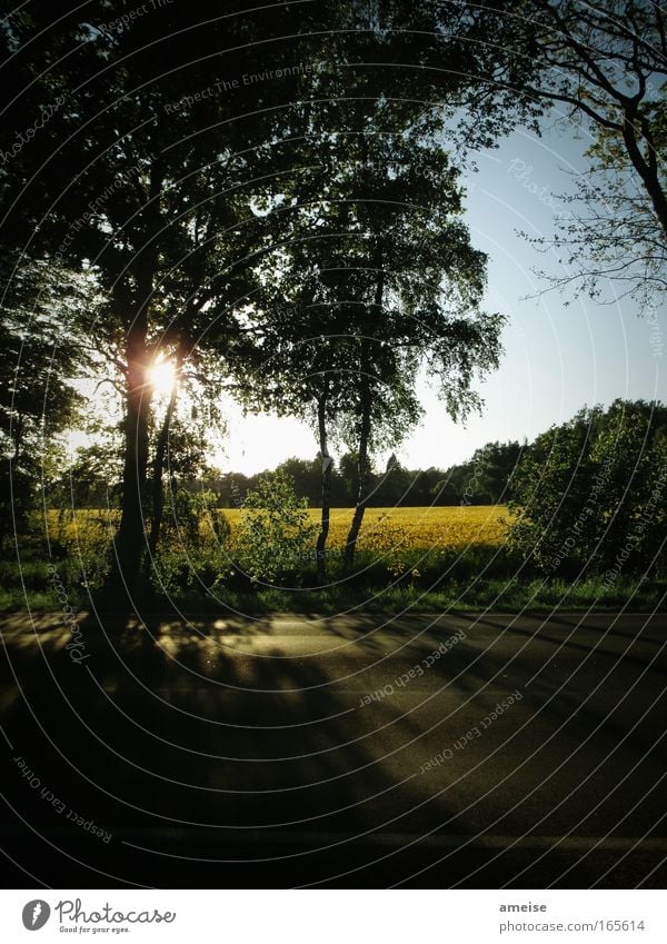 Rapeseed in the sun [pt. 1] Subdued colour Exterior shot Experimental Deserted Copy Space bottom Evening Twilight Shadow Sunbeam Sunrise Sunset Back-light