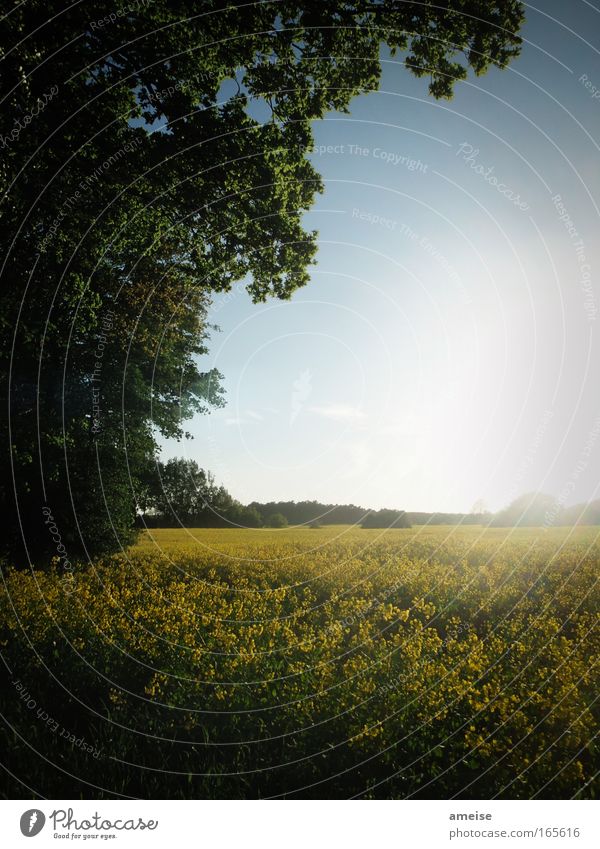 Rapeseed in the sun [pt. 2] Subdued colour Exterior shot Experimental Deserted Evening Twilight Sunbeam Sunrise Sunset Back-light Central perspective Landscape