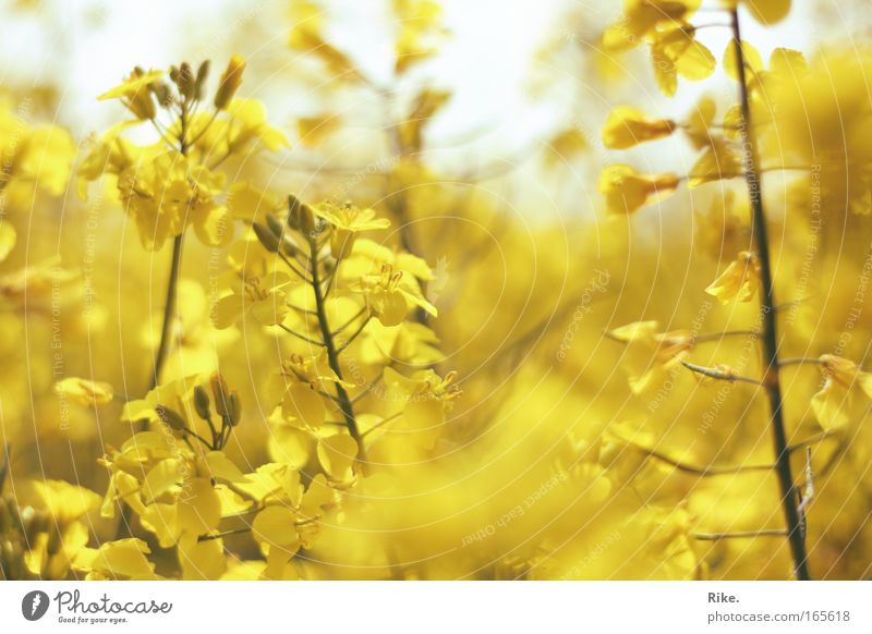 Sunken in yellow. Colour photo Exterior shot Day Environment Nature Plant Spring Summer Beautiful weather Blossom Agricultural crop Canola Meadow Field