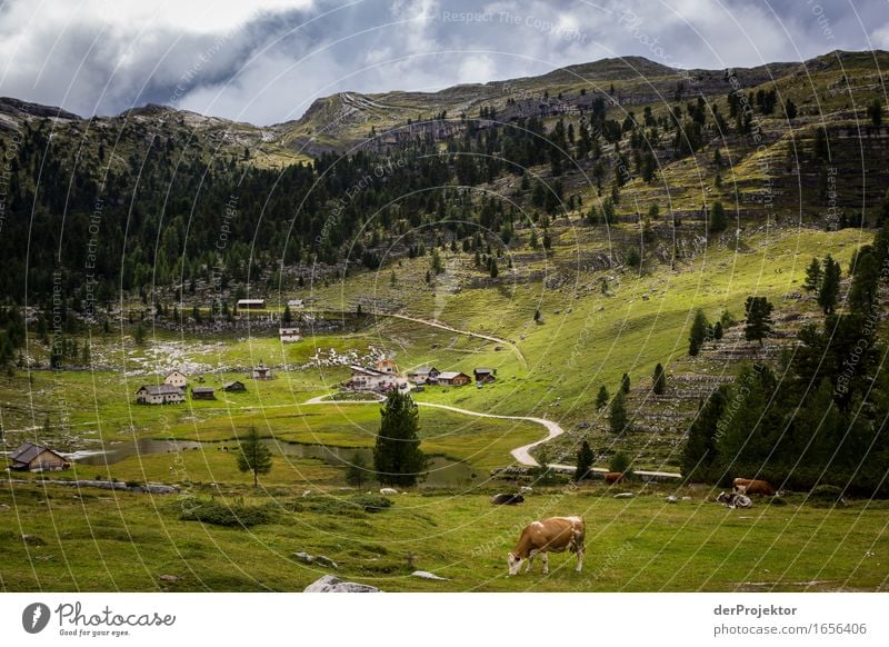 Cow grazing in the Dolomites Vacation & Travel Tourism Trip Adventure Far-off places Freedom Mountain Hiking Environment Nature Landscape Animal Rock Alps 1