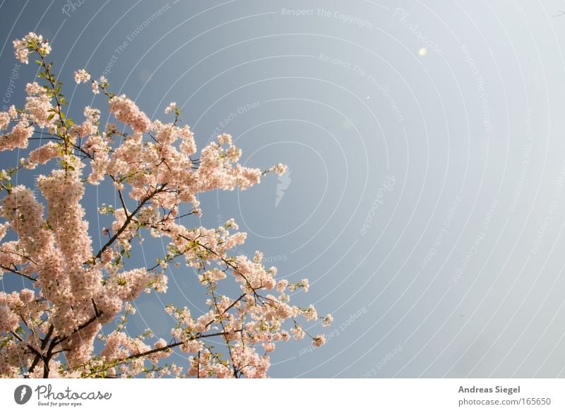 Dresden cherry blossom Colour photo Exterior shot Deserted Copy Space right Day Light Sunlight Nature Landscape Plant Sky Spring Beautiful weather Tree Blossom