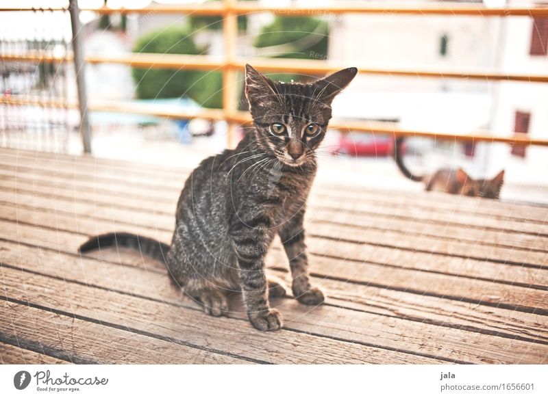 muzzle Village Cat 2 Animal Sit Curiosity Colour photo Exterior shot Deserted Day Animal portrait Forward