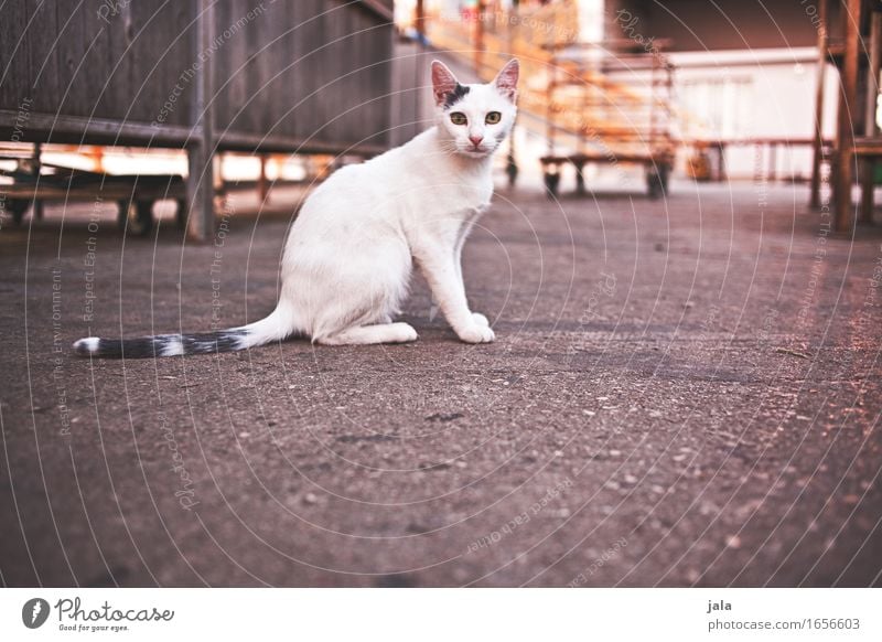 citycat Animal Pet Cat 1 Looking Sit Esthetic Curiosity Colour photo Exterior shot Deserted Copy Space bottom Twilight Light Shadow Animal portrait