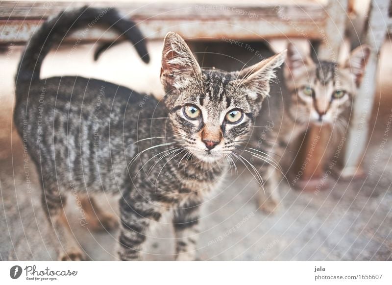 mauz & friend Animal Pet Cat 2 Beautiful Curiosity Cute Interest Colour photo Exterior shot Deserted Day Animal portrait