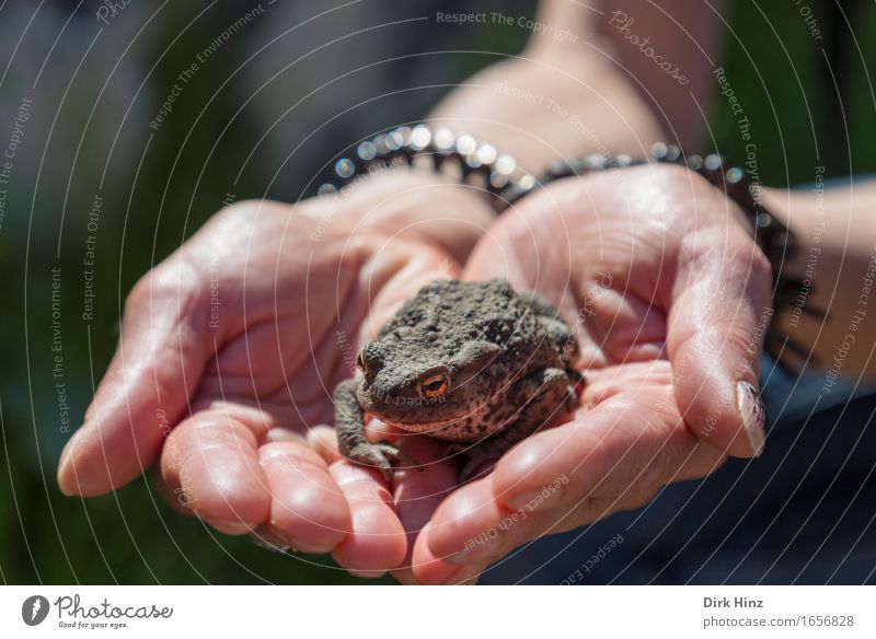 Kiss me...! Hand Frog 1 Animal Catch Exceptional Disgust Wild Love of animals Help Fear Discover Threat Hope Center point Protection Safety