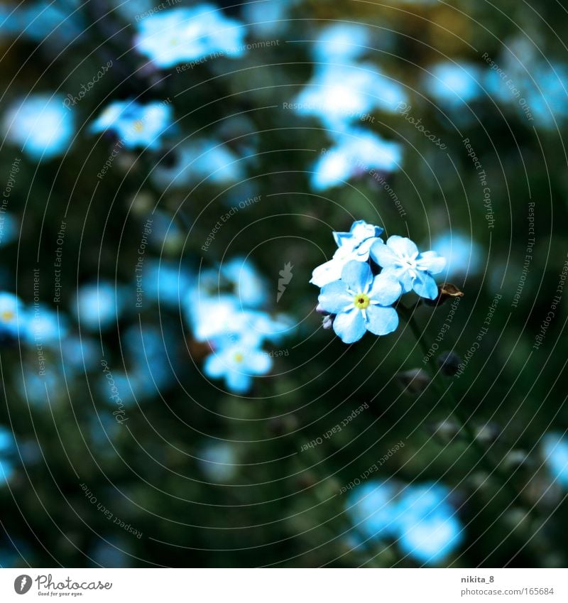 Don't forget mine Colour photo Exterior shot Close-up Day Sunlight Nature Plant Spring Beautiful weather Flower Blossom Park Blossoming Fragrance Esthetic