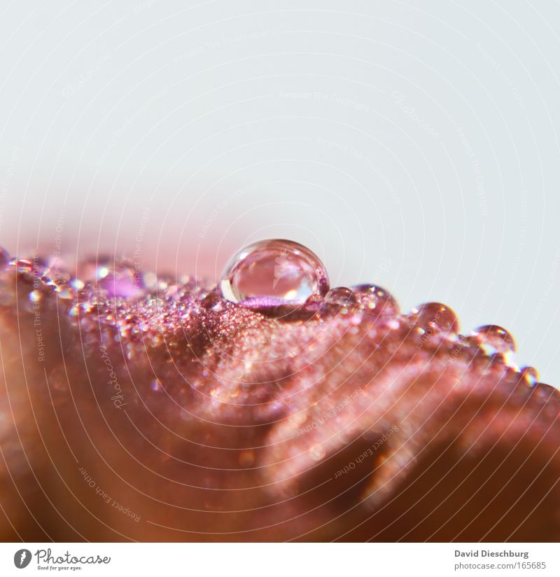 Tears of the rose Colour photo Close-up Detail Macro (Extreme close-up) Copy Space top Copy Space bottom Light Sunlight Blur Central perspective Nature Plant