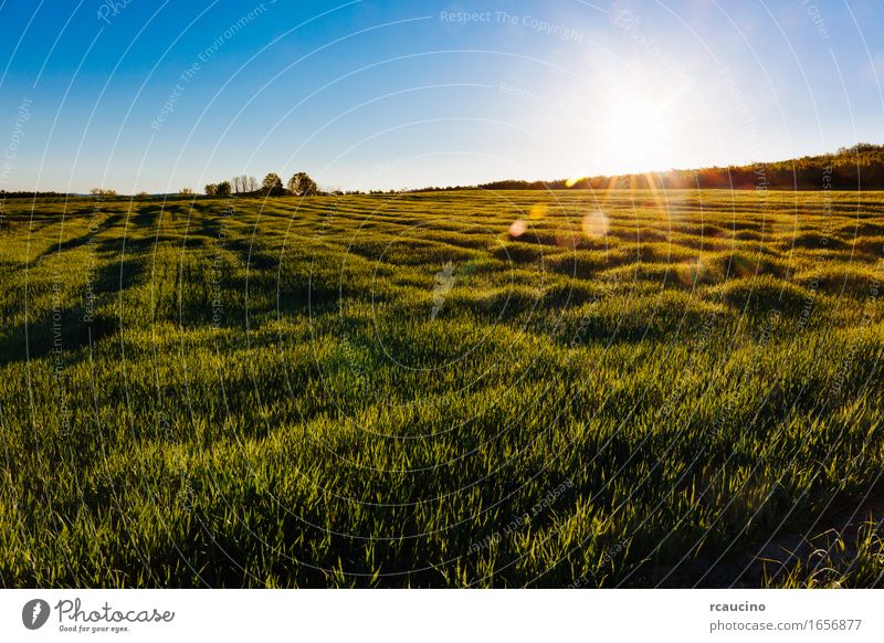 A grass meadow in the early morning with sunbeams. Herbs and spices Summer Garden Nature Plant Rain Grass Leaf Meadow Drop Growth Fresh Bright Wet Green Colour