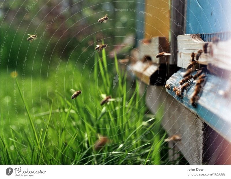 Meeting point beehive Honey Spring Summer Beautiful weather Plant Blade of grass Meadow Bee Honey-comb Beehive Flock Wood Work and employment Smart Blue Green