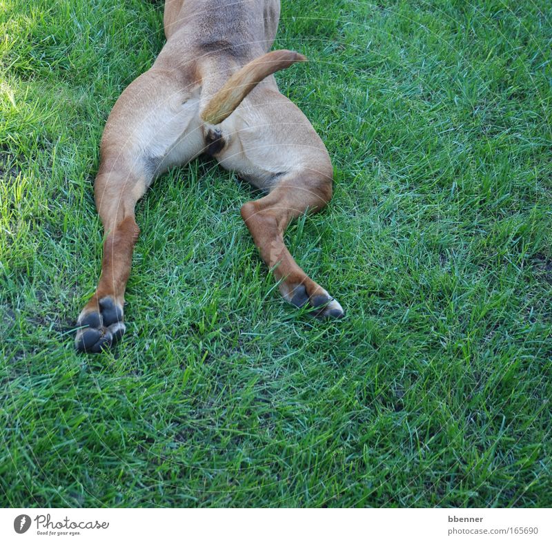 Lazy dog Colour photo Exterior shot Sunlight Joy Contentment Relaxation Calm Meditation Nature Summer Garden Park Meadow Animal Pet Dog Pelt Paw 1 Lie Sleep