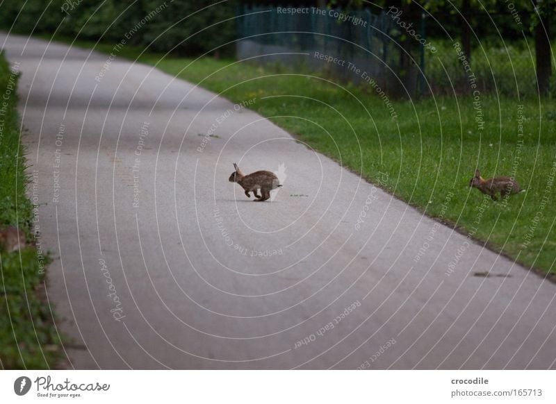 rabbit Colour photo Exterior shot Deserted Copy Space top Copy Space bottom Twilight Shadow Contrast Motion blur Shallow depth of field Long shot Environment