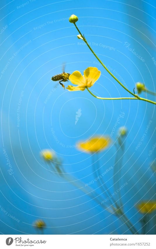 Then I loved the summer, bee and marsh marigold Nature Plant Animal Sky Summer Beautiful weather Flower Blossom Marsh marigold Meadow Farm animal Wild animal