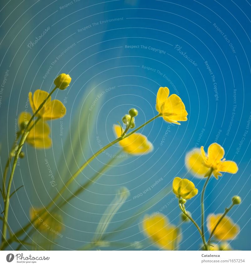 When the sky was still blue Nature Plant Sky Summer Beautiful weather Flower Blossom Marsh marigold Meadow Blossoming Faded Growth Esthetic pretty Blue Yellow