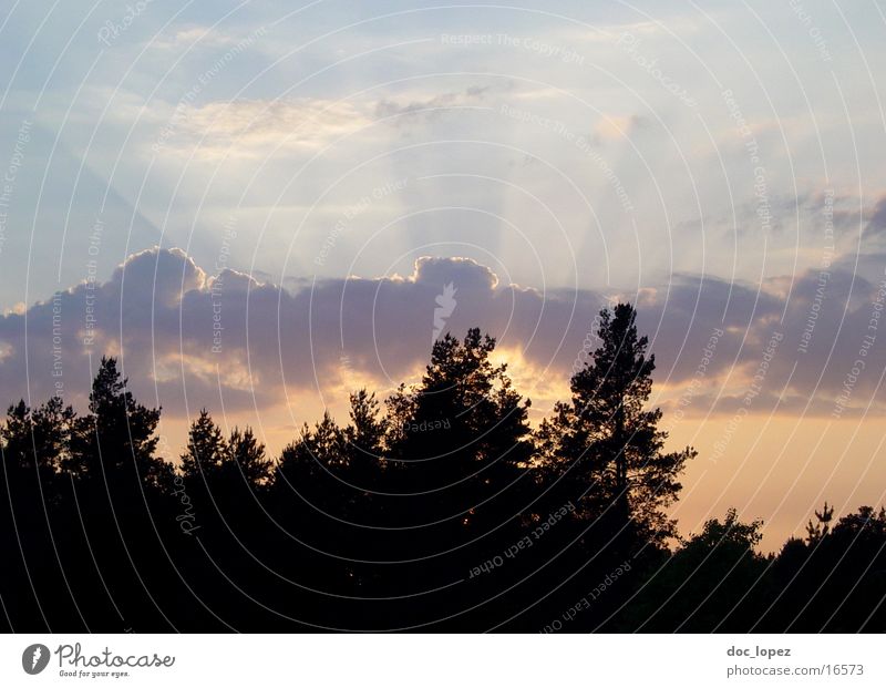 just another sunset Forest Tree Clouds Sunset Twilight Light Sunbeam Back-light Landscape Evening Lighting Moody mood. sky