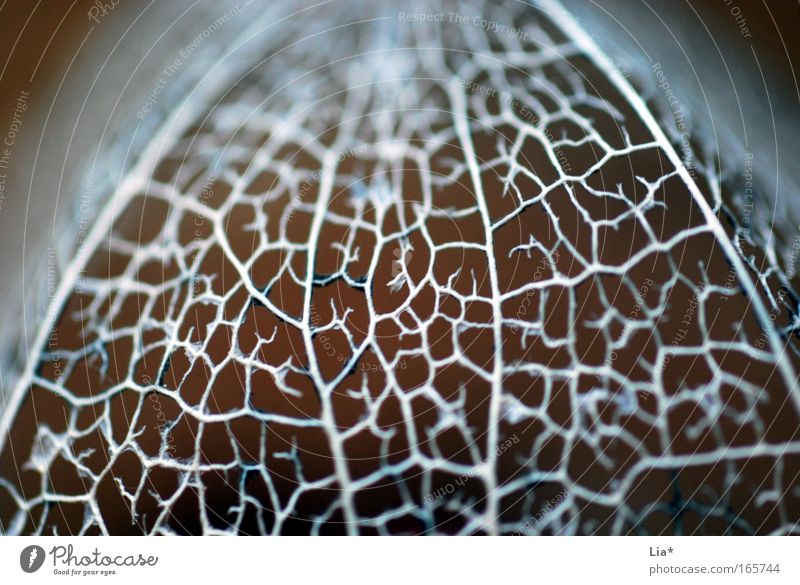 made from silver Colour photo Detail Macro (Extreme close-up) Pattern Shallow depth of field Plant Leaf Blossom Glittering Silver Physalis Network Interlaced