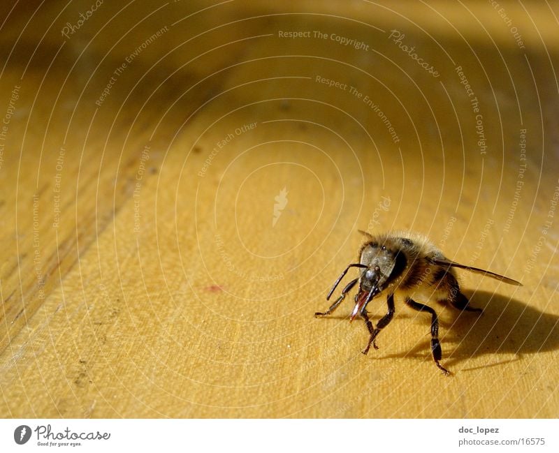 the_small_maja_2 Insect Wood Maja Bee-keeper Bee. Ruessel Wing Detail Shadow Nature furry Perspective Bright alive this time