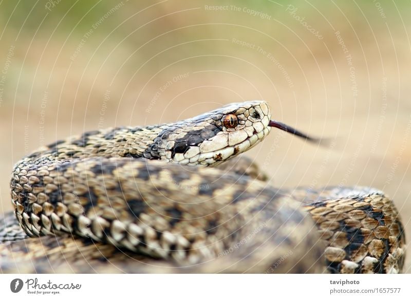 dangerous european snake Beautiful Nature Animal Meadow Snake Wild Brown Fear Dangerous Living thing European Reptiles rakosiensis poisonous protected predator