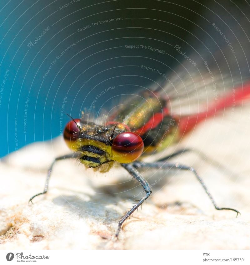 I'm watching you... Nature Animal Pond Animal face Wing Dragonfly Stone Flying Hunting Crawl Wait Esthetic Exotic Curiosity Blue Red Watchfulness Life Movement