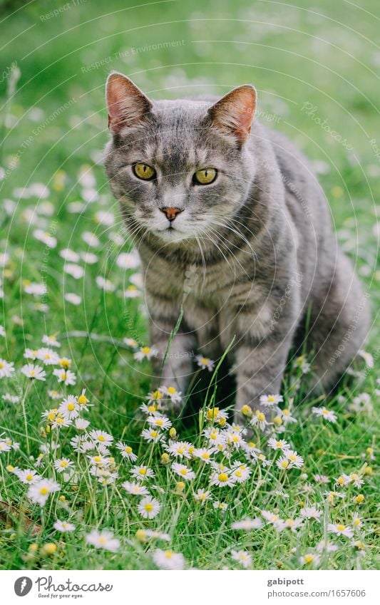 Mr. Kater in summer happiness ... Nature Landscape Summer Beautiful weather Flower Grass Garden Meadow Animal Pet Cat 1 Observe Sit Friendliness Cuddly Cute