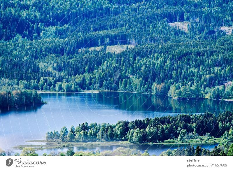 Oslo Nature Landscape Spring Summer Beautiful weather Forest Mountain Lakeside Idyll Norway stump Colour photo Exterior shot