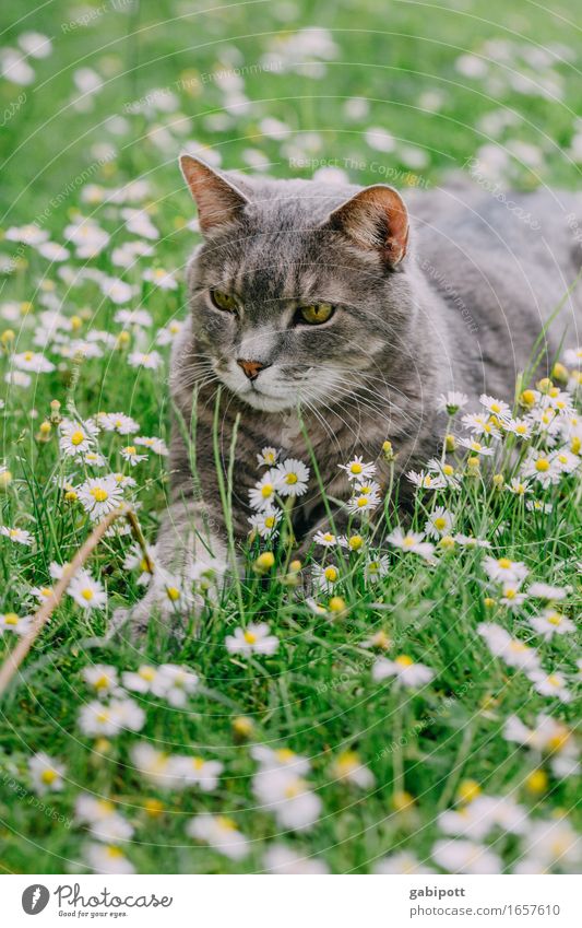 Lazy Sunday Summer Beautiful weather Plant Grass Daisy Garden Park Meadow Animal Pet Farm animal Cat 1 Fragrance Lie Friendliness Cuddly Positive Green