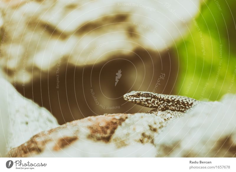 Small Rock Lizard Nature Animal Wild animal Animal face 1 Discover Near Brown Gray Green Reptiles Lizards Gecko Wilderness Colour photo Subdued colour