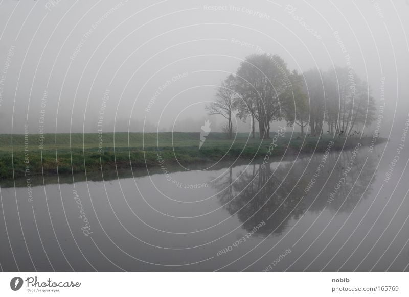 freshwater mist Colour photo Exterior shot Deserted Morning Landscape Fog Tree Grass River bank Gray Green Moody Calm Sadness