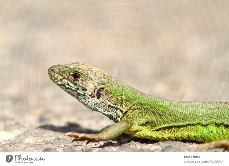 the green lizard Beautiful Face Sunbathing Nature Animal Grass Wild Yellow Green Colour Reptiles wildlife lacerta viridis European Living thing