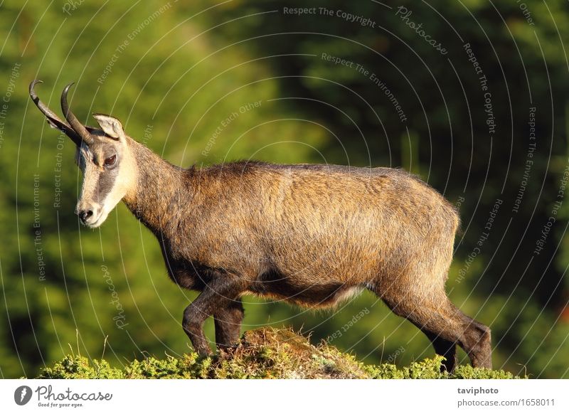 Rupicapra rupicapra carpatica Beautiful Hunting Summer Mountain Climbing Mountaineering Nature Landscape Animal Park Natural Wild Brown Chamois Goats wildlife