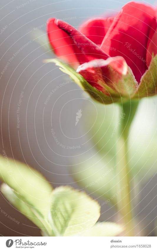 AST 9 | Roof terrace florets Plant Flower Leaf Blossom Pot plant Rose Blossoming Beautiful Small Red Nature Colour photo Exterior shot Deserted Copy Space left