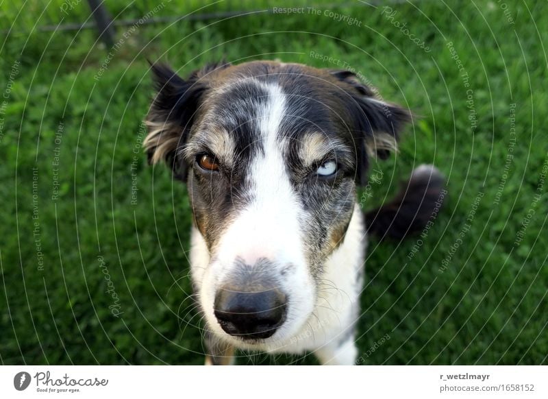 Dog: Australian Shepherd Animal Pet Animal face 1 Sit Aggression Brown Green Black White Fear Colour photo Exterior shot Close-up Deserted Day