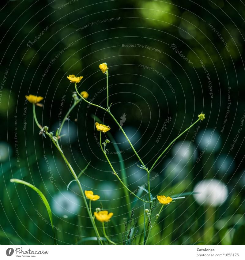 Marsh marigold and dandelion light spots in background Nature Plant Air Summer Grass buttercup Dandelion hawthorn hedge Meadow Blossoming Faded To dry up Growth