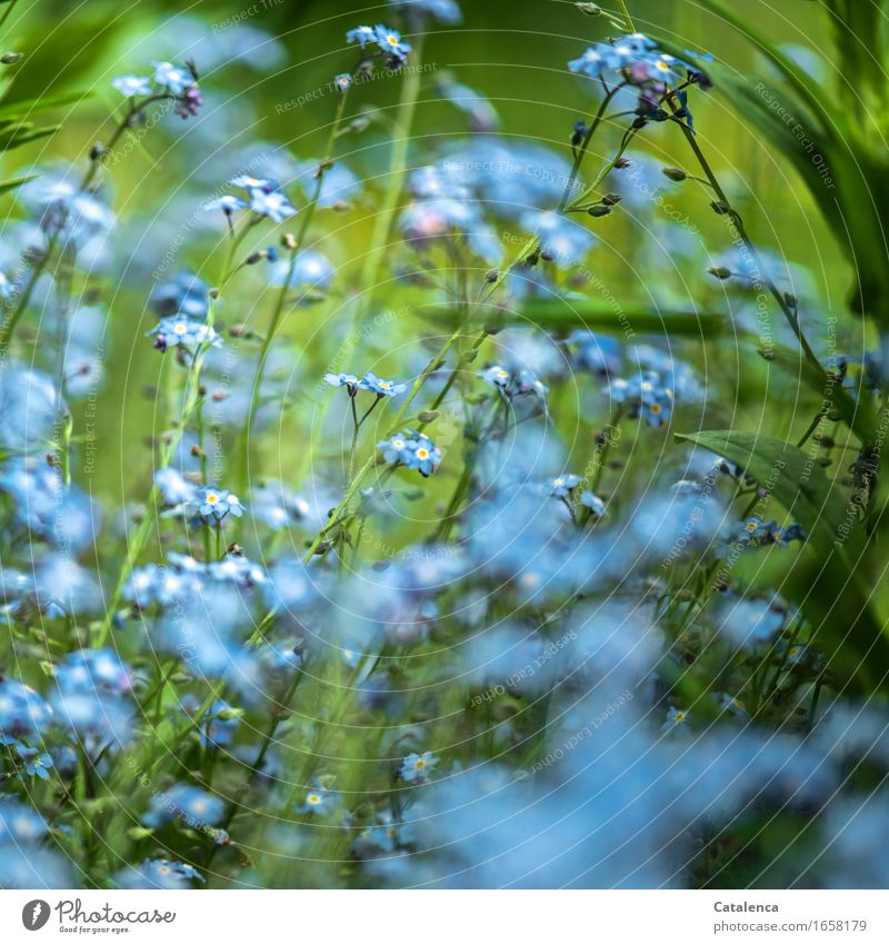 Blue wonder, forget-me-not in bloom Nature Plant Flower Leaf Blossom Forget-me-not Garden Blossoming Faded Growth Esthetic Fragrance pretty Green Turquoise