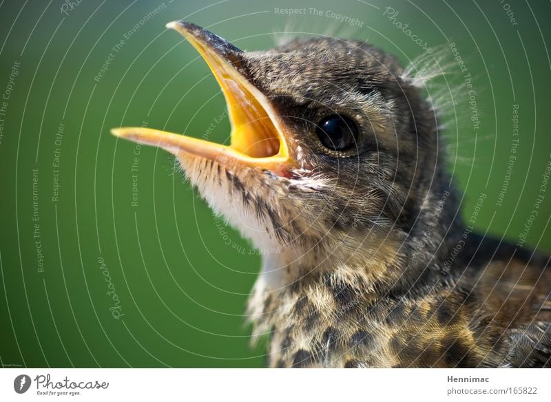 Life. Colour photo Exterior shot Close-up Detail Shallow depth of field Animal portrait Upper body Profile Nature Park Wild animal Bird Animal face 1