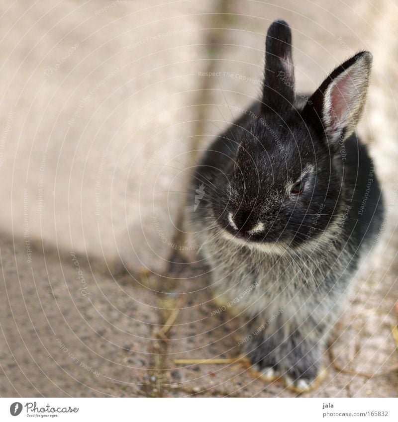 Hanni Bunny Animal Pelt Paw Zoo Petting zoo 1 Looking Sit Hare & Rabbit & Bunny Sweet Colour photo Exterior shot Deserted Copy Space left Day Animal portrait