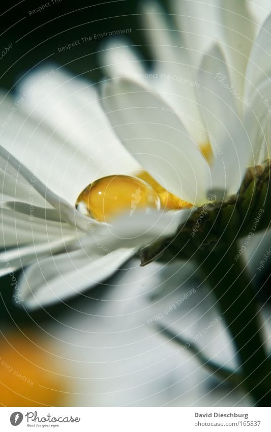 Silver tear in gold Colour photo Copy Space bottom Contrast Deep depth of field Nature Plant Water Drops of water Flower Blossom Esthetic Fragrance Yellow Gold