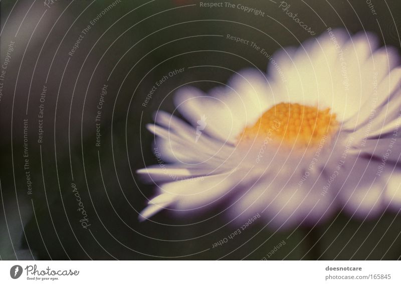 Daisies were her favourite Flowers... Nature Plant Spring Summer Blossom Daisy Esthetic Elegant Soft Yellow Green White Analog 35mm film Colour photo