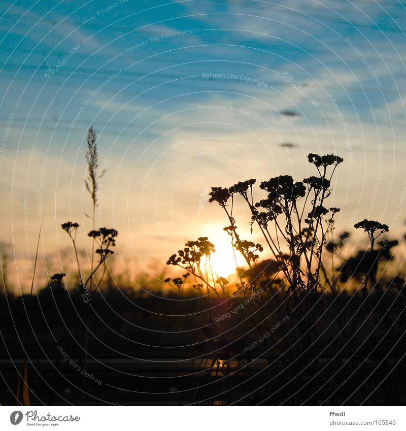 finale Colour photo Exterior shot Evening Twilight Light Contrast Silhouette Sunlight Sunrise Sunset Back-light Environment Nature Plant Sky Bushes Emotions