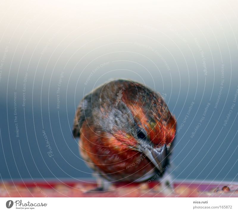 greedy bullfinch Exterior shot Deserted Copy Space left Copy Space right Copy Space top Neutral Background Day Flash photo Deep depth of field