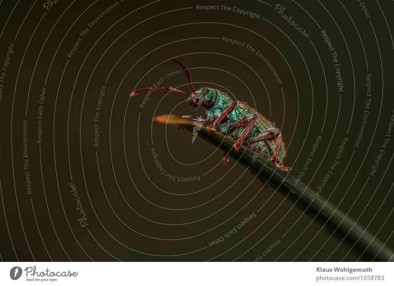 Precious robe Environment Nature Animal Spring Summer Grass Garden Park Meadow Forest Hunting Blind Beetle Scales 1 Wait Green Red Turquoise Compound eye Feeler