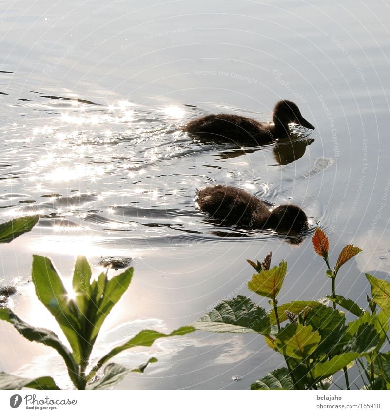 seaside idyll Nature Water Sunlight Spring Pond Maschteiche Hanover Animal Wild animal 2 Group of animals Baby animal Together Small Cute Green Harmonious