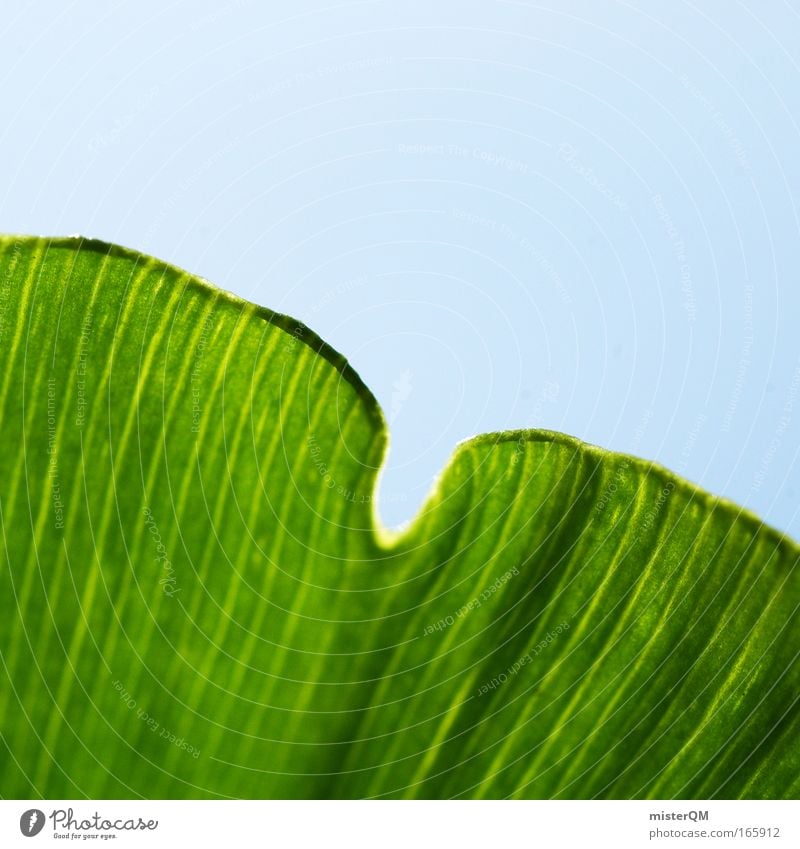 Ginkgo or Klee? Colour photo Exterior shot Pattern Deserted Day Shallow depth of field Ginko Macro (Extreme close-up) Close-up Nature Environment Green Sky